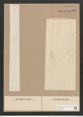 Synedra ulna var. amphirhynchus (Ehr.) Grun. (de-Toni-Nr.: Genus 66, Species 2584) Zeichnungen Sammlung Grunow Nr. 5201 (NHMW-BOT-W0373563)